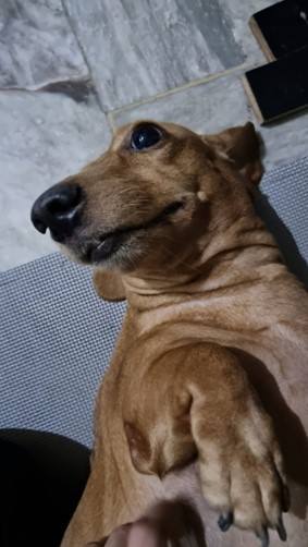 Original picture of Fifi